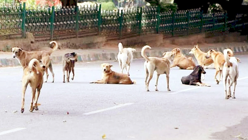 Photo of जान के दुश्मन बनते आवारा कुत्ते