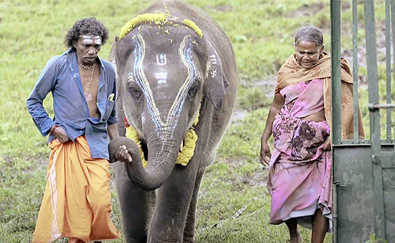 Photo of इंसान ओर हाथी की प्रेम कहानी को आस्कर अवार्ड