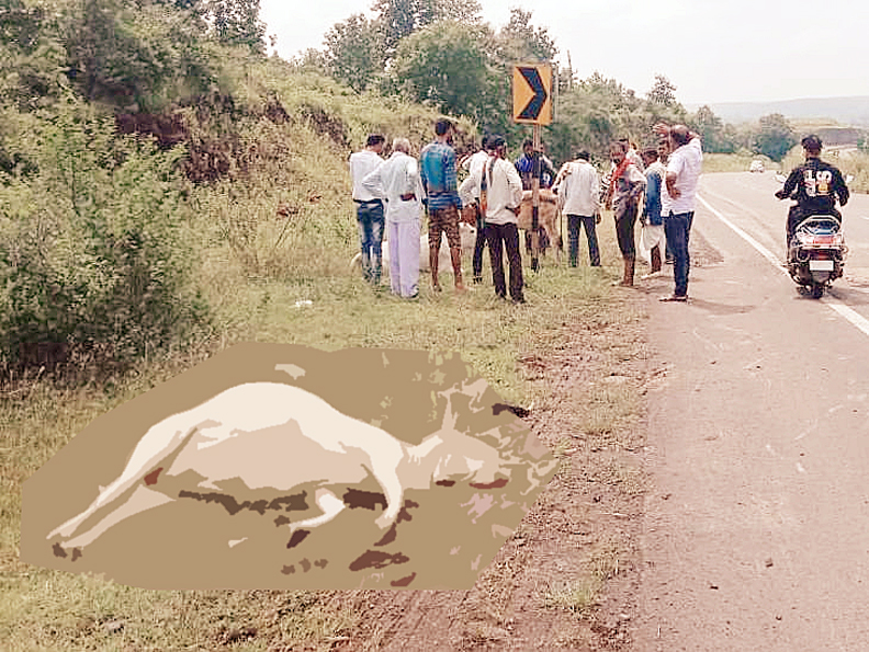 Photo of मार्ग दुर्घटना में मरते जानवरों की भी सोचिए