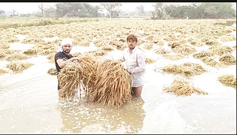 Photo of बेमौसम बारिश के आगे बेबस अन्नदाता