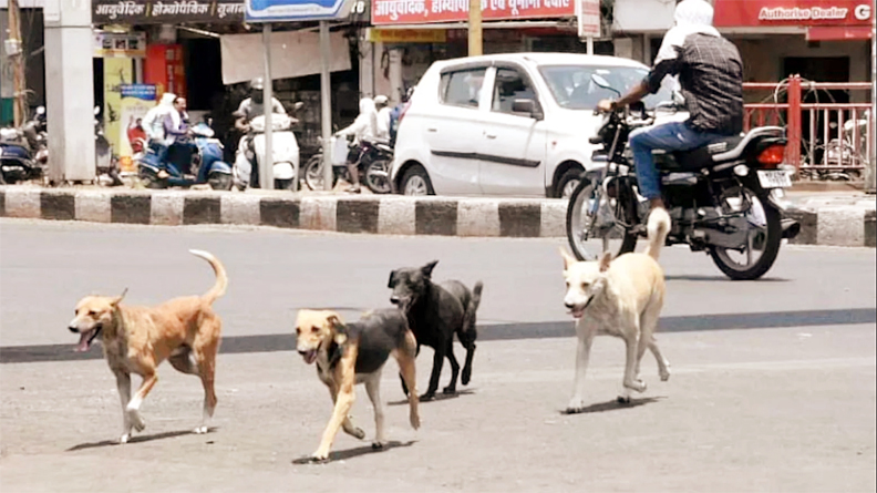 Photo of आवारा पशुओं का बढ़ता आतंक:जनता त्रस्त-सरकारें मौन