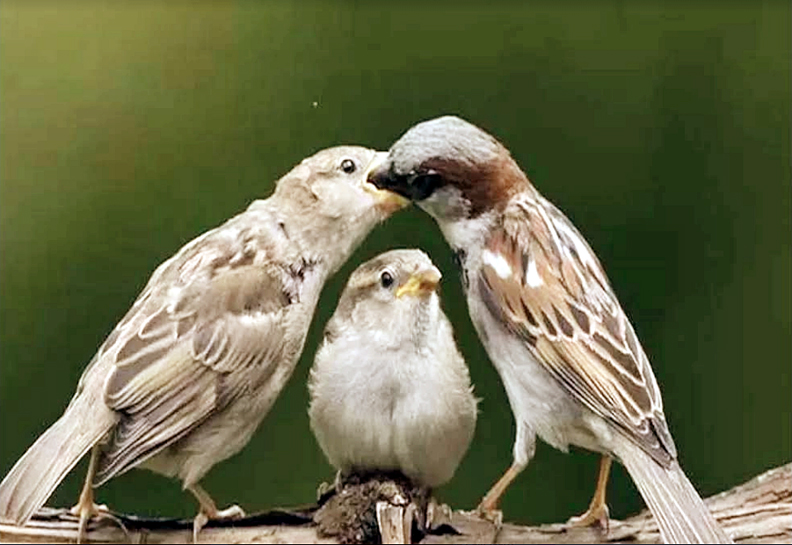 Photo of पक्षियों का कलरव एवं ऊर्जा का खत्म होना बड़ी चुनौती