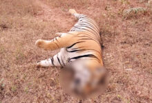 Photo of नहीं रहा वन विहार राष्ट्रीय उद्यान-जू का नर बाघ पन्ना