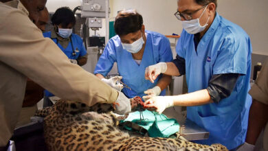 Photo of मादा तेंदुआ को घायल अवस्था में रेस्क्यू कर वन विहार लाया गया