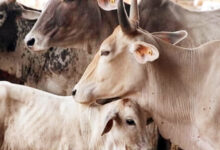Photo of गो-तस्करी के शक से अदालत तक -संदेह से सजा नहीं, सबूत जरूरी!