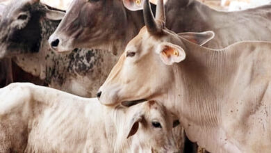 Photo of गौवंश के अवैध परिवहन पर मध्यप्रदेश पुलिस सख्त, पिछले 6 माह में 500 से अधिक प्रकरण दर्ज