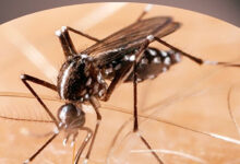 Photo of डेंगू नियंत्रण दल द्वारा लगातार की जा रही कार्यवाही