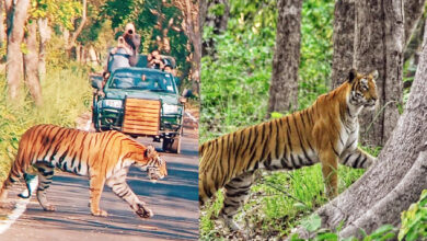 Photo of सैलानियों को भाया उत्तर प्रदेश, टाइगर रिजर्व में बढ़ी पर्यटकों की संख्या