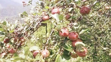 Photo of उत्तराखंड में सेब उत्पादन एवं सेब उत्पादकों को बढ़ावा देने के लिए समय-समय पर सरकार प्रयासरत