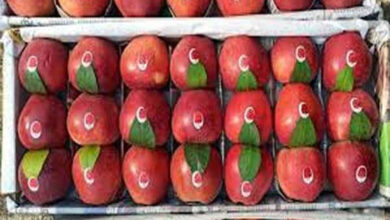 Photo of शिमला फल मंडी में टाइडमैन सेब की आवक बढ़ी