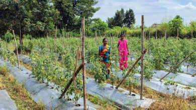 Photo of टमाटर, मिर्च लगाकर ग्राम झोडि़याबाड़म की दीदियां बदल रही है अपनी जिंदगी की तस्वीर