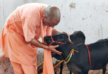 Photo of देश की दुर्लभ पुंगनूर नस्ल की प्रजाति के आने से और समृद्ध हुई गोरक्षपीठ की गोशाला