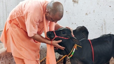 Photo of देश की दुर्लभ पुंगनूर नस्ल की प्रजाति के आने से और समृद्ध हुई गोरक्षपीठ की गोशाला