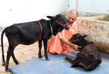 Photo of दक्षिण से आए गोवंश को सीएम योगी ने दिया भवानी और भोलू नाम