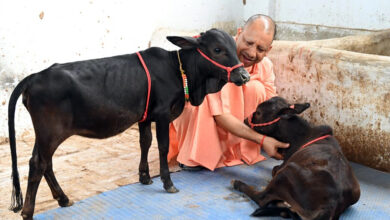 Photo of दक्षिण से आए गोवंश को सीएम योगी ने दिया भवानी और भोलू नाम