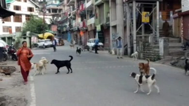 Photo of कुल्लू सहित अन्य क्षेत्रो में आवारा कुत्तो के आतंक से लोग परेशान