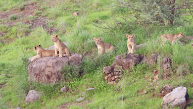 Photo of पर्यटन का परचम लहरा रहा है गुजरात