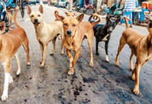 Photo of ‘पशु प्रेमियों’ के देश में वृद्ध जनों की दुर्दशा