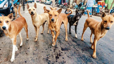 Photo of ‘पशु प्रेमियों’ के देश में वृद्ध जनों की दुर्दशा