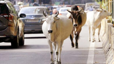 Photo of आवारा पशुओं के प्रति समाज की जिम्मेदारी
