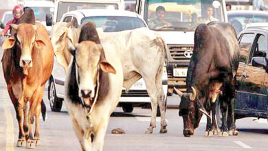Photo of आवारा पशुओ का संकट, सिर्फ कुत्तों का ही नहीं गायों का भी है