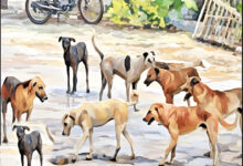 Photo of शहर, कुत्ते और हमारी ज़िम्मेदारी