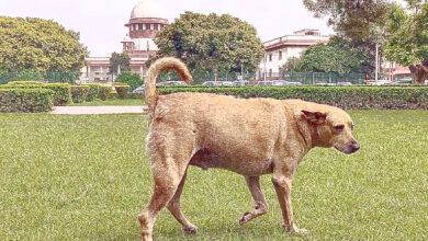 Photo of आवारा कुत्तों की वापसी का मार्ग प्रशस्त पर सवाल आज भी बाकी है !