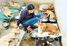 Photo of बेजुबानों की रक्षा भी हमारी ही जिम्मेदारी है