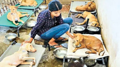 Photo of बेजुबानों की रक्षा भी हमारी ही जिम्मेदारी है