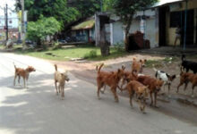 Photo of आवारा कुत्तों पर लगाम: मानव जीवन पहले