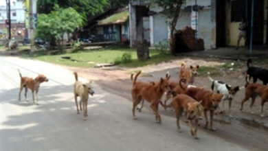 Photo of आवारा कुत्तों पर लगाम: मानव जीवन पहले