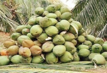 Photo of विश्व नारियल दिवस : मानव स्वास्थ्य, संस्कृति और वैश्विक समृद्धि का प्रतीक