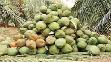 Photo of विश्व नारियल दिवस : मानव स्वास्थ्य, संस्कृति और वैश्विक समृद्धि का प्रतीक