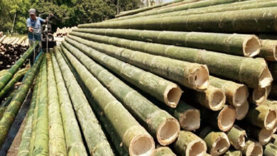 Photo of बांस: प्लास्टिक का एक शानदार स्थायी विकल्प