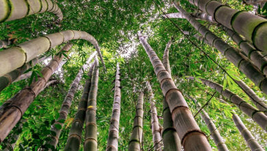 Photo of संतुलित विकास में हरा सोना है बांस