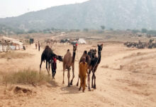 Photo of पुष्कर मेला में ऊँट परिवहन पर लगी पाबंदी हटाने से मेले में पहुँच रहे है पश्चिमी राजस्थान के मरुक्षेत्रों से हजारों ऊँट
