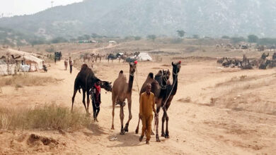 Photo of पुष्कर मेला में ऊँट परिवहन पर लगी पाबंदी हटाने से मेले में पहुँच रहे है पश्चिमी राजस्थान के मरुक्षेत्रों से हजारों ऊँट