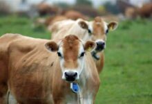 Photo of गौ संरक्षण राष्ट्रीय आर्थिक आंदोलन बनना चाहिए — विजय खुराना