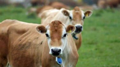 Photo of गौ संरक्षण राष्ट्रीय आर्थिक आंदोलन बनना चाहिए — विजय खुराना