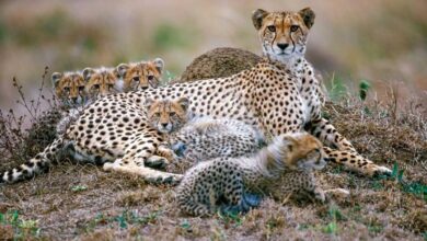 Photo of भारत में जन्मी मादा चीता ने जन्मे 5 शावक, भारतवंशी हुए चीते