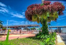 Photo of जलवायु परिवर्तन सम्मेलन कॉप-30 के लिए पेड़ो का काटा जाना