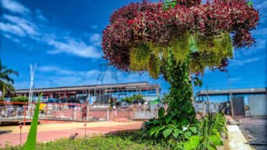 Photo of जलवायु परिवर्तन सम्मेलन कॉप-30 के लिए पेड़ो का काटा जाना