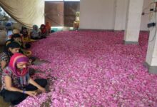 Photo of पुष्कर के देशी गुलाब के फूलों को मिलेगी अंतर्राष्ट्रीय पहचान