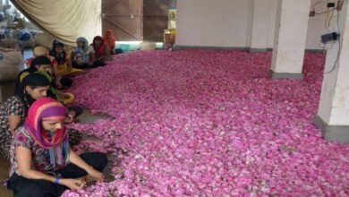 Photo of पुष्कर के देशी गुलाब के फूलों को मिलेगी अंतर्राष्ट्रीय पहचान