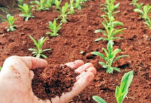 Photo of “मेहनत, माटी अर मान — यही सै हरियाणा की पहचान”