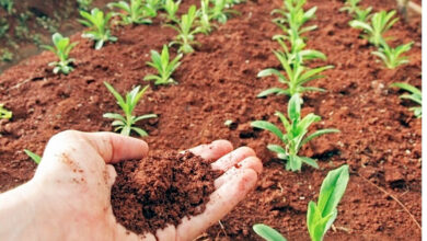 Photo of “मेहनत, माटी अर मान — यही सै हरियाणा की पहचान”