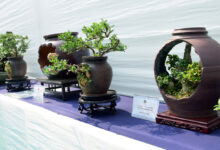 Photo of मुंबई में अनोखी बोनसाय–ओरिगामी प्रदर्शनी का जादू