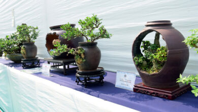 Photo of मुंबई में अनोखी बोनसाय–ओरिगामी प्रदर्शनी का जादू