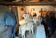 Photo of राष्ट्रीय गोपाल रत्न पुरस्कार 2025 के तहत जनपद चंपावत के प्रदीप पंगरिया को