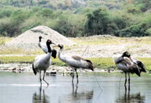 Photo of पशु-पक्षियों के संकेत और मौसम का रंग